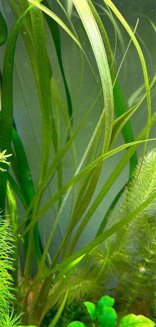 Vallisneria Gigantea (planta acuarioagua dulce)