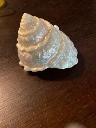 conchiglia madreperla