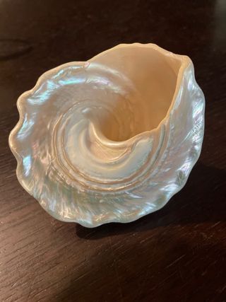 conchiglia madreperla