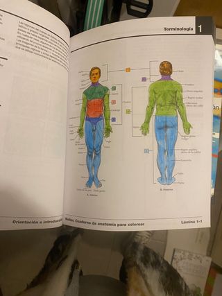 cuaderno anatomia para colorear