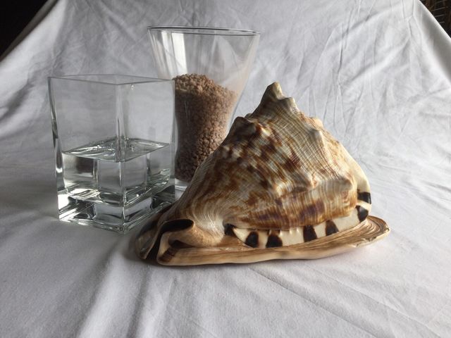 Cassis Cornuta (caracola/concha)