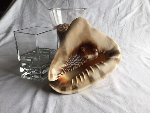 Cassis Cornuta (chioccia/conchiglia)