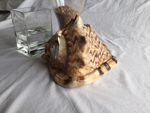 Cassis Cornuta (caracola/concha)