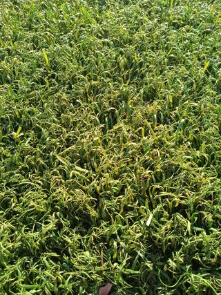 🌿transforma tu exterior con césped artificial 🌿