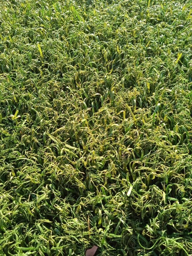 🌿transforma tu exterior con césped artificial 🌿