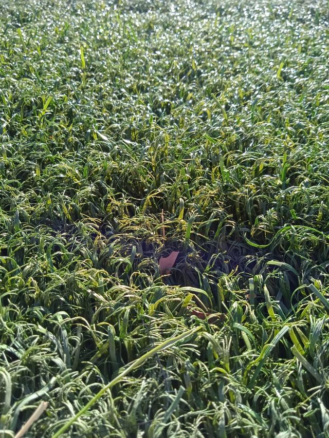 🌿transforma tu exterior con césped artificial 🌿