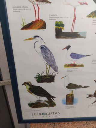 Aves parque natural bahía Cádiz