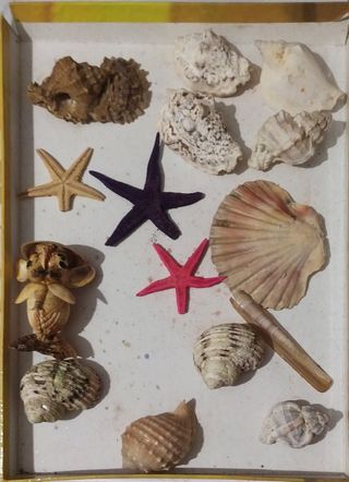 Collezione di conchiglie