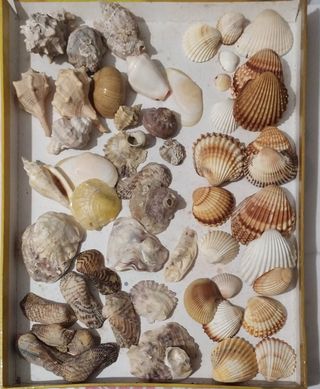 Collezione di conchiglie