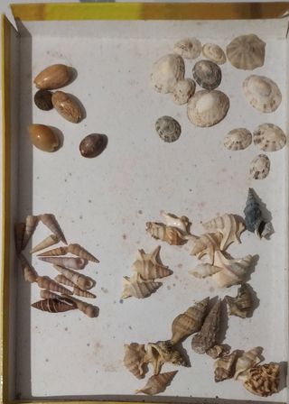 Collezione di conchiglie
