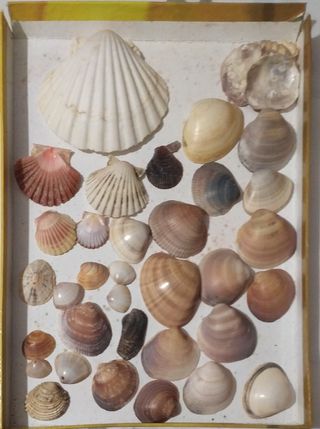 Collezione di conchiglie