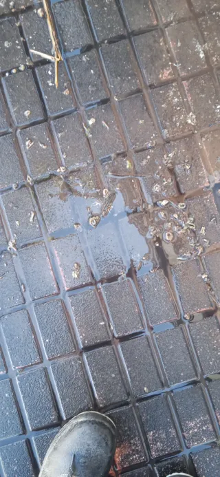 Limpieza de suelos e impermeabilización de  azote