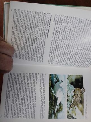 Libro sugli uccelli