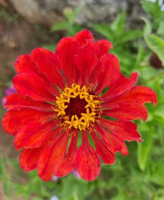 Mezcla semillas Zenias