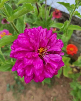 Mezcla semillas Zenias