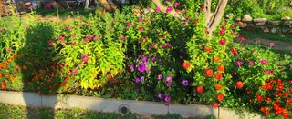 Mezcla semillas Zenias