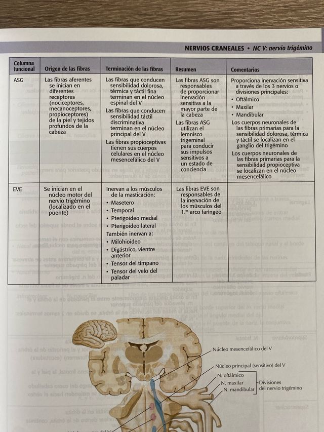 Libro de Anatomía de cabeza y cuello NETTER