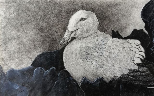 Gabbiano sulla scogliera,Quadro Grafite&Carboncino