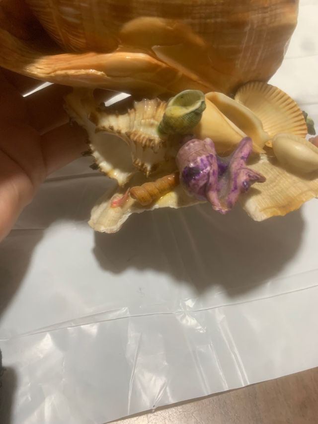 Barca a vela di conchiglie