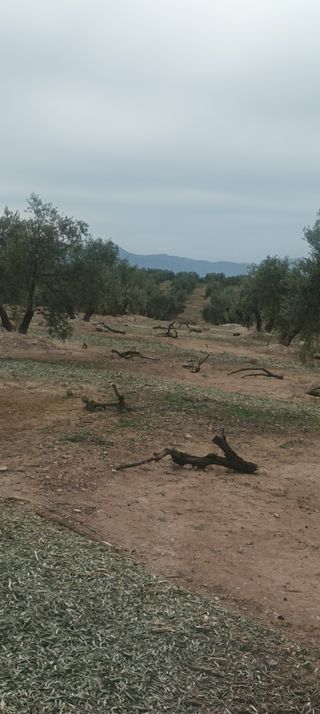 Leña