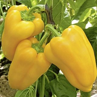 Semillas de pimiento "Gladiador" (10 unidades)