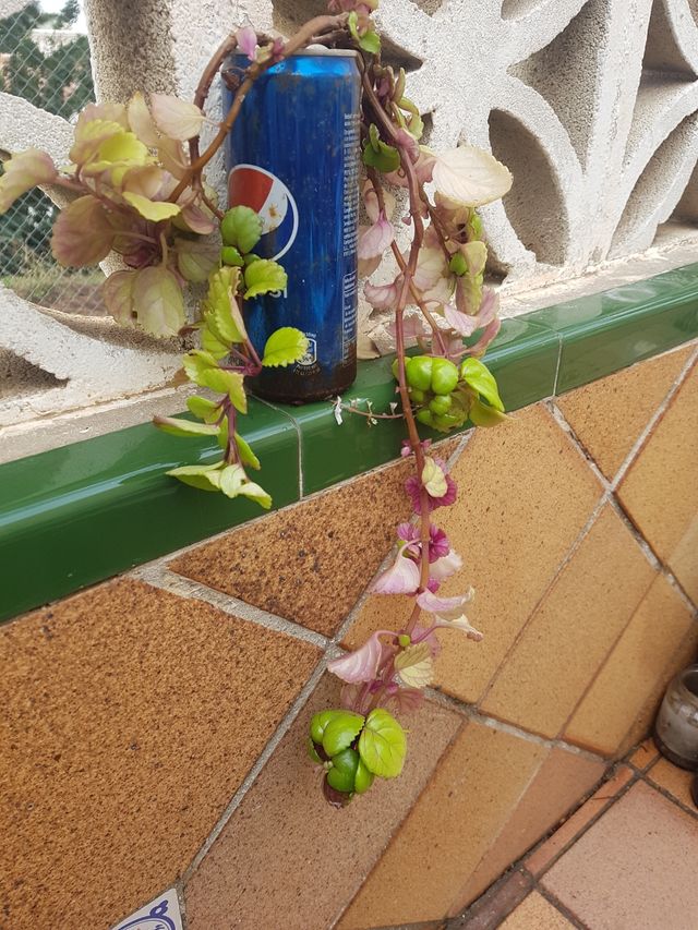 "Plectranthus verticillatus" Planta del dinero