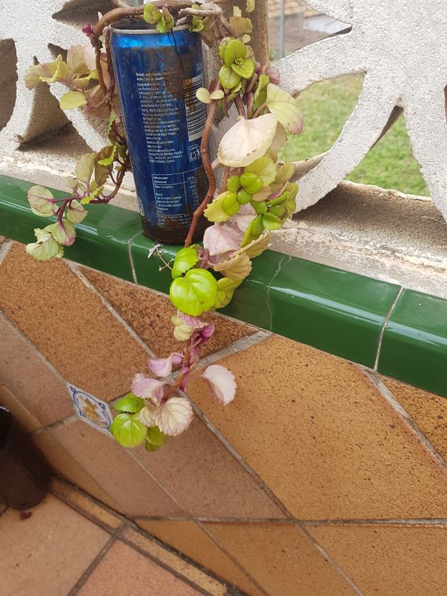 "Plectranthus verticillatus" Planta del dinero