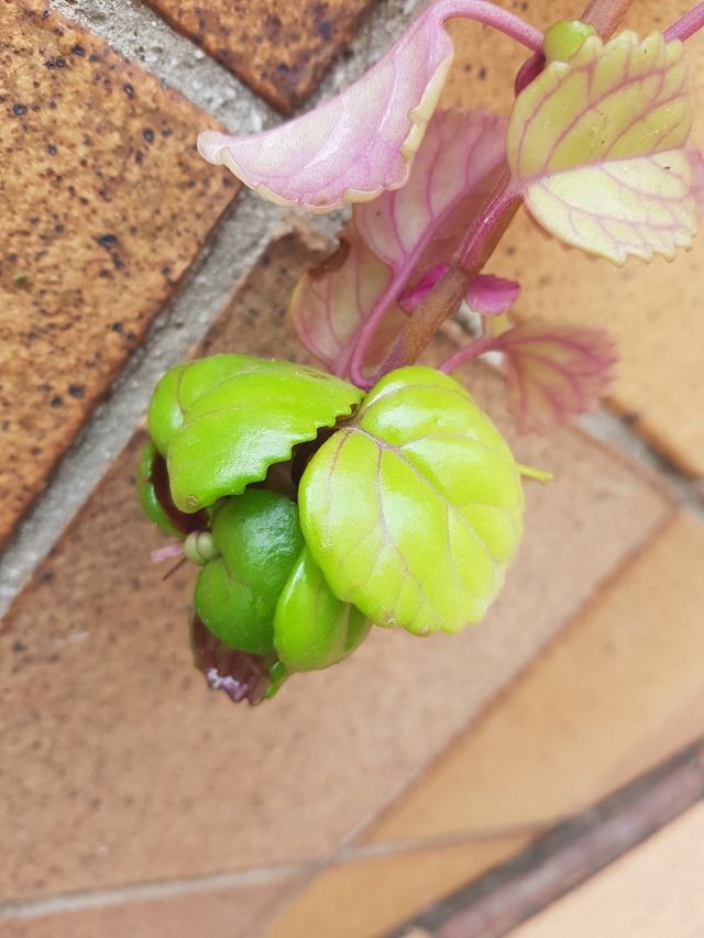 "Plectranthus verticillatus" Planta del dinero