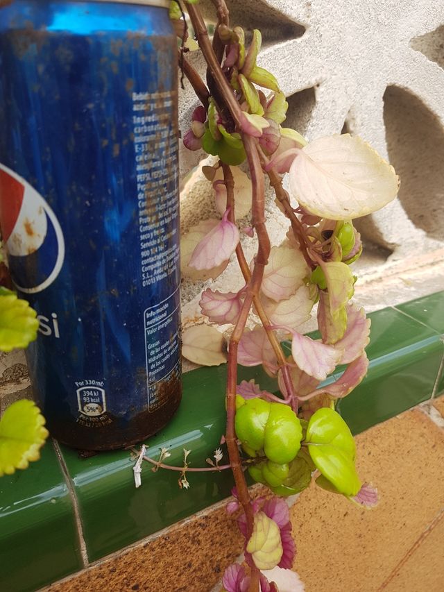 "Plectranthus verticillatus" Planta del dinero