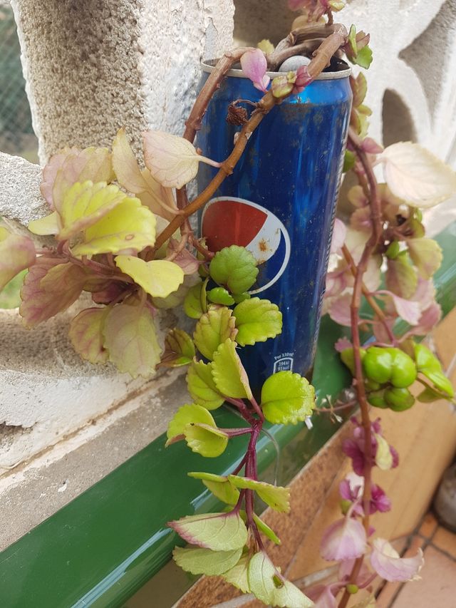 "Plectranthus verticillatus" Planta del dinero