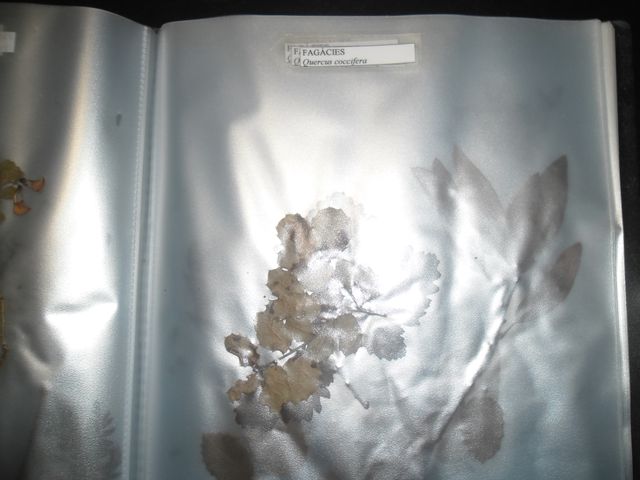 VECCHIE CARTELLE DI VERDURE SECCHE