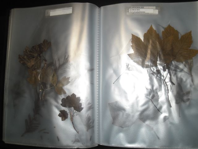 VECCHIE CARTELLE DI VERDURE SECCHE