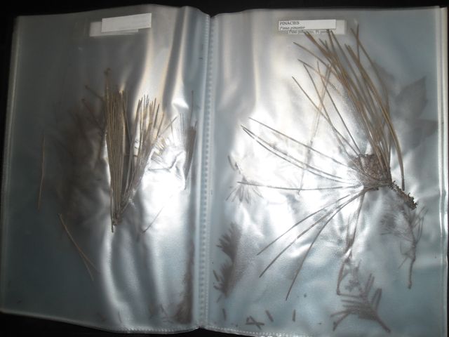 VECCHIE CARTELLE DI VERDURE SECCHE