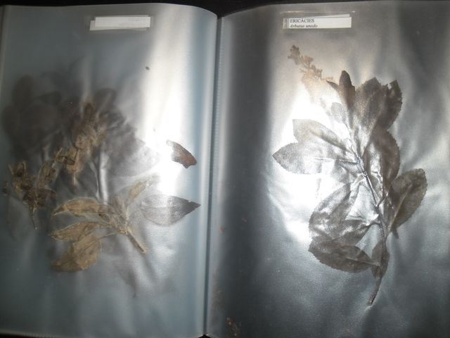 VECCHIE CARTELLE DI VERDURE SECCHE