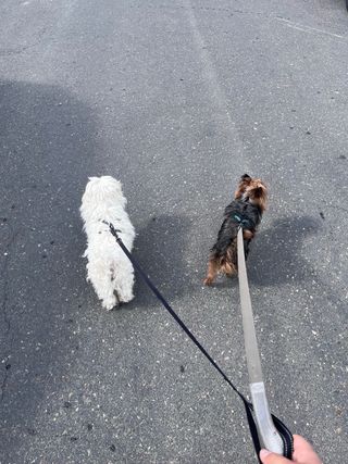 Paseadora de perros economica