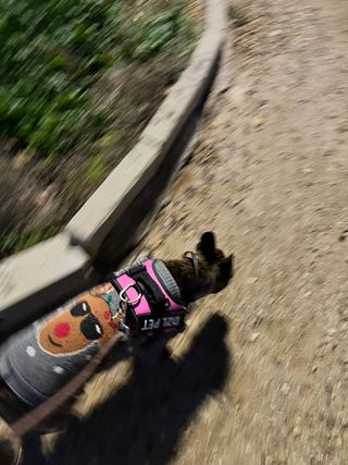 Paseadora de perros economica