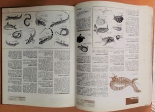 Livro Animais da Terra - Dos Polos ao Equador