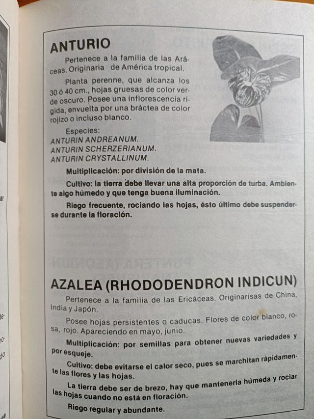 Jardinería canaria I