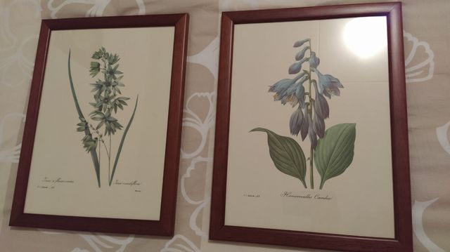 Láminas de plantas con marco