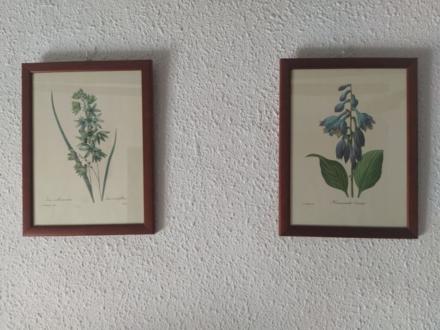 Láminas de plantas con marco