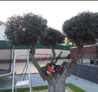 Jardinero Economico y profesional