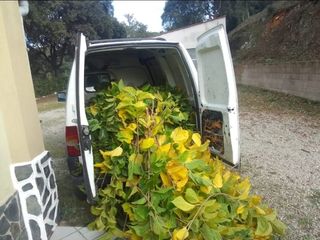 Jardinero Economico y profesional
