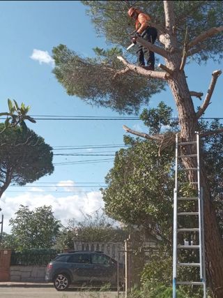 Jardinero Economico y profesional
