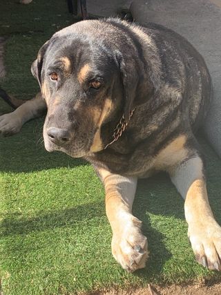 cuidado profesional de mascotas