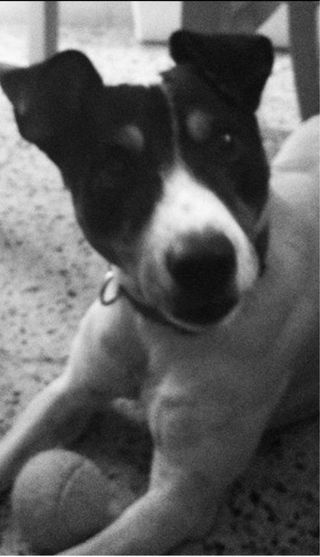 cuidado profesional de mascotas