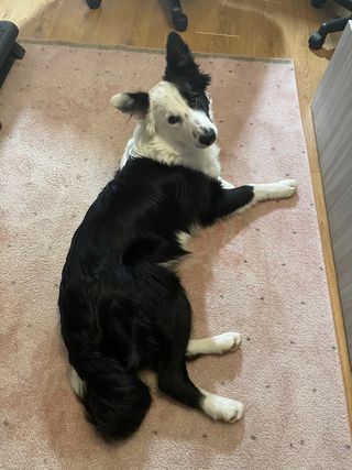 cuidado profesional de mascotas