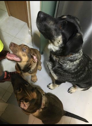 cuidado profesional de mascotas