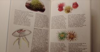 Guía celeste de vida marina y mariposas