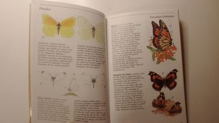 Guía celeste de vida marina y mariposas