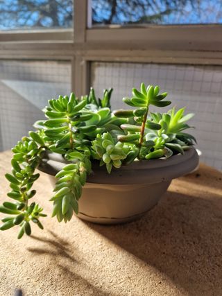 Variedad de plantas de suculentas naturales